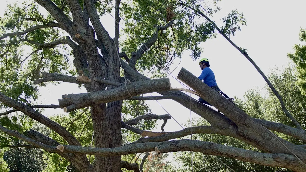 Professional Hazardous Tree Removal performed by certified arborists in Jackson Springs