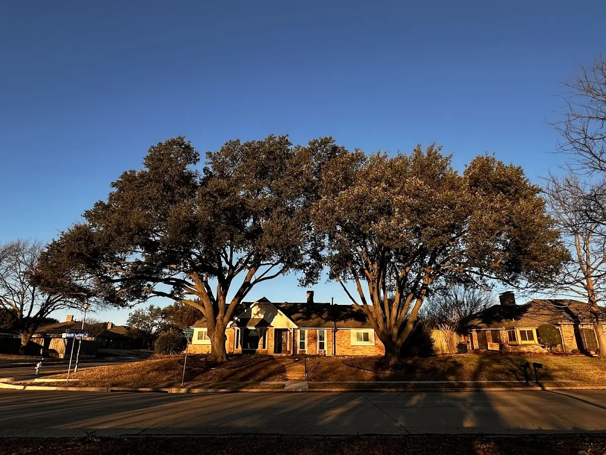 Established residential canopy tree shading a home in Jackson Springs